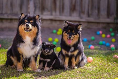 Finnish Lapphund for sale by CALEEBRA