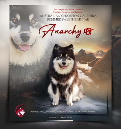 Finnish Lapphund for sale by CALEEBRA