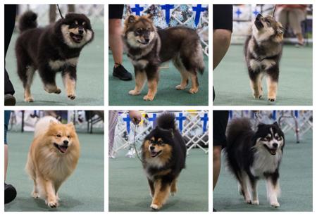 Finnish Lapphund for sale by CALEEBRA