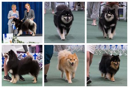 Finnish Lapphund for sale by CALEEBRA