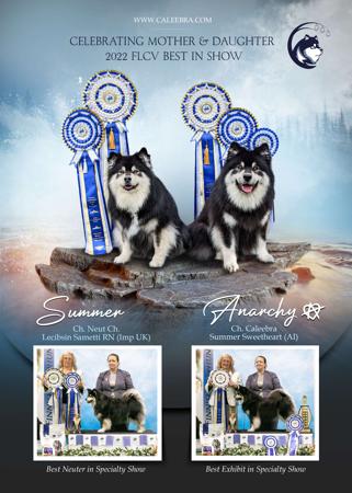 Finnish Lapphund for sale by CALEEBRA