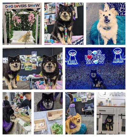 Finnish Lapphund for sale by CALEEBRA