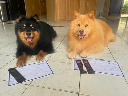 Finnish Lapphund for sale by CALEEBRA