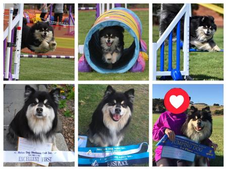 Finnish Lapphund for sale by CALEEBRA