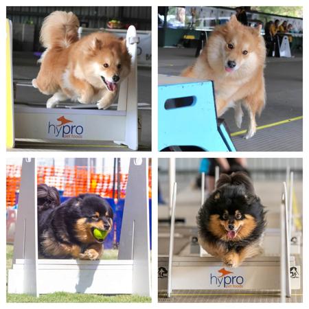 Finnish Lapphund for sale by CALEEBRA