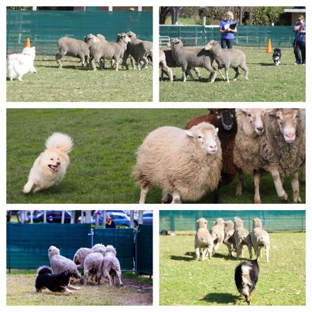 Finnish Lapphund for sale by CALEEBRA