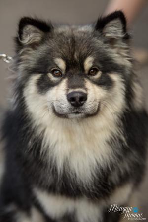 Finnish Lapphund for sale by CALEEBRA