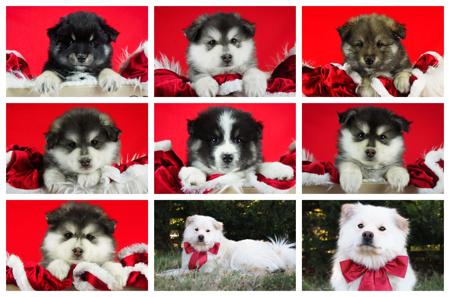Finnish Lapphund for sale by CALEEBRA