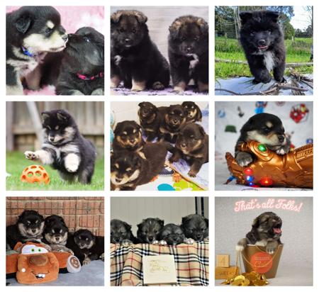 Finnish Lapphund for sale by CALEEBRA