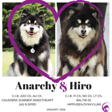 Finnish Lapphund puppy for sale by SHAREEN