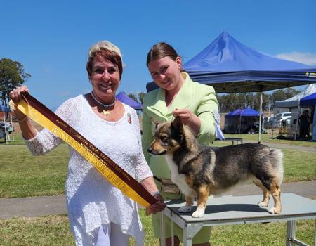 Swedish Vallhund for sale by BRANDY