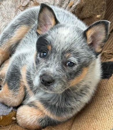 Australian Cattle Dog puppy for sale by BRANDY