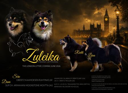 Finnish Lapphund puppy for sale by ZULEIKA
