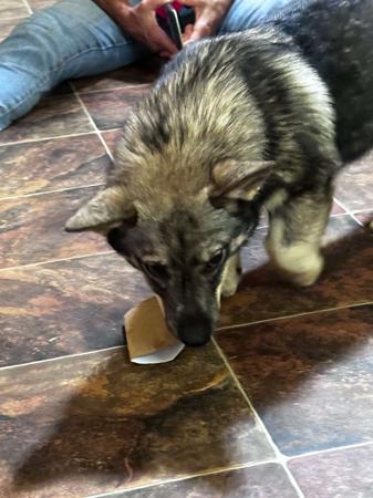 Swedish Vallhund puppy for sale by AUSLED