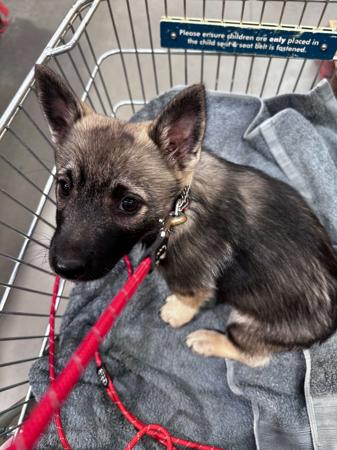 Swedish Vallhund puppy for sale by AUSLED
