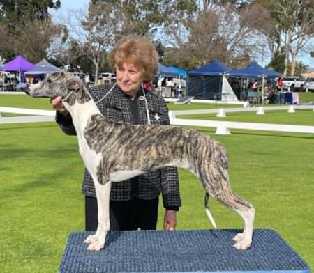 Harroway Play It Well (AI) Whippet