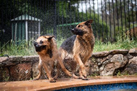 German Shepherd Dog for sale by VONDERANDEN