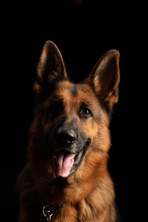 German Shepherd Dog for sale by VONDERANDEN