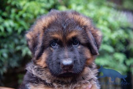 German Shepherd Dog for sale by VONDERANDEN