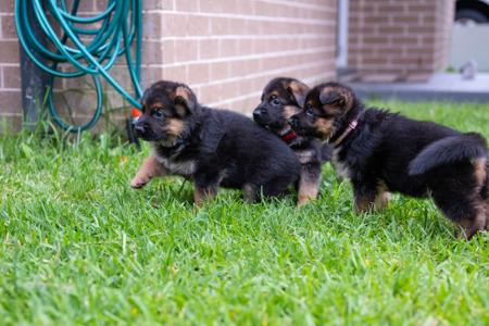 German Shepherd Dog for sale by VONDERANDEN