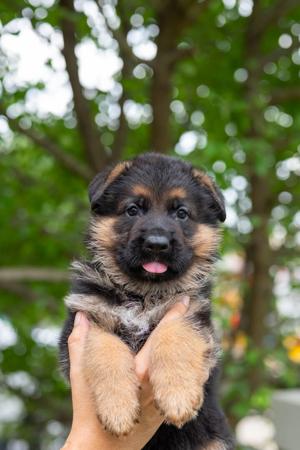 German Shepherd Dog puppy for sale by VONDERANDEN