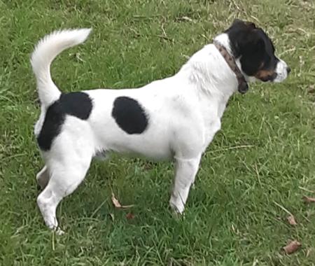 Jack Russell Terrier for sale by JACKOVOG