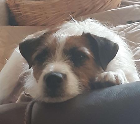 Jack Russell Terrier for sale by JACKOVOG