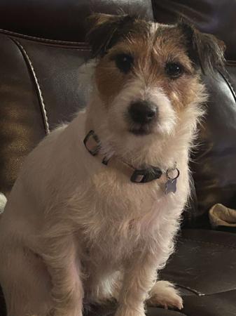 Jack Russell Terrier for sale by KRISMARK