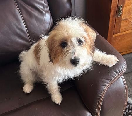 Jack Russell Terrier for sale by JACKOVOG