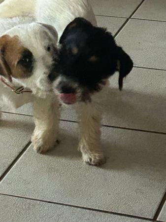 Jack Russell Terrier for sale by JACKOVOG