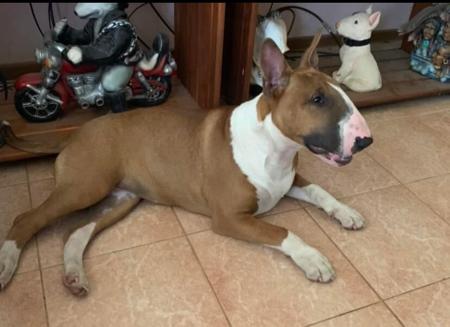 Bull Terrier for sale by DUHUSTBULLIES