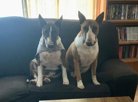 Bull Terrier for sale by DASBULLY