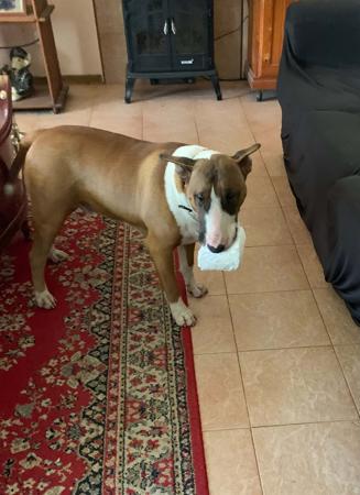 Bull Terrier for sale by DASBULLY