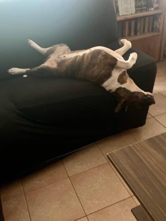 Bull Terrier for sale by DASBULLY