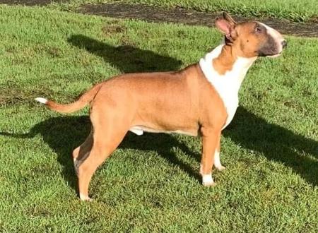 Bull Terrier for sale by DASBULLY
