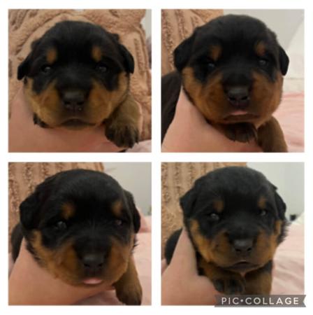 Rottweiler for sale by VONLOWENHERZ