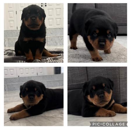 Rottweiler for sale by VONLOWENHERZ