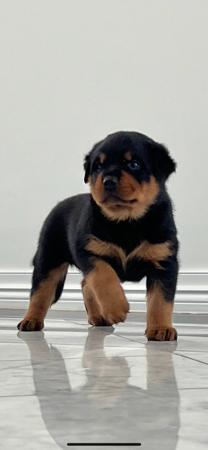 Rottweiler for sale by VONLOWENHERZ