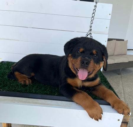 Rottweiler for sale by VONLOWENHERZ