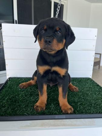 Rottweiler for sale by VONLOWENHERZ