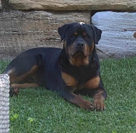 Rottweiler for sale by VONLOWENHERZ