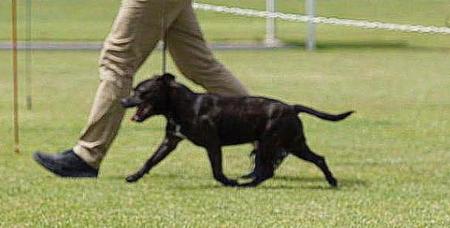 Staffordshire Bull Terrier for sale by WINTRODAN