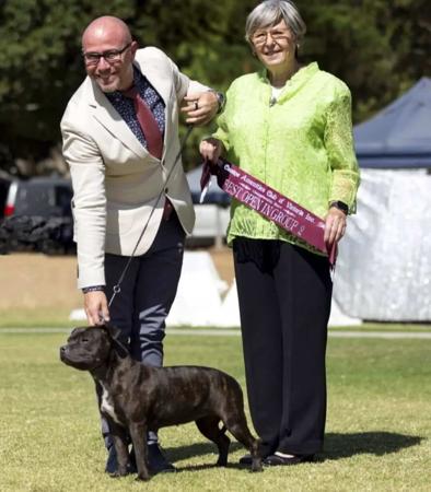 Staffordshire Bull Terrier for sale by WINTRODAN