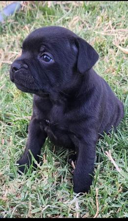 Staffordshire Bull Terrier for sale by WINTRODAN