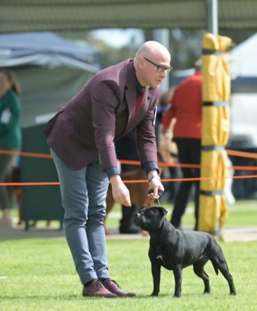 Staffordshire Bull Terrier for sale by WINTRODAN