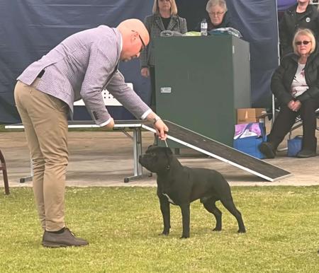 Staffordshire Bull Terrier for sale by WINTRODAN