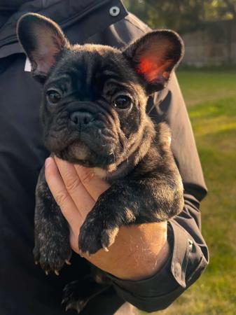 French Bulldog for sale by WINTRODAN