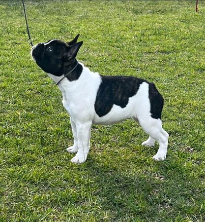 French Bulldog for sale by WINTRODAN