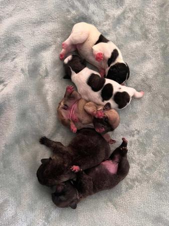 French Bulldog for sale by WINTRODAN