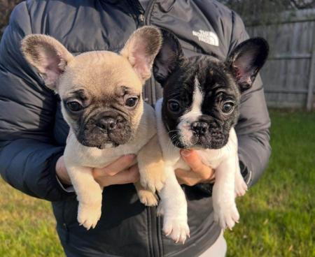 French Bulldog for sale by WINTRODAN